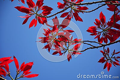 Plumeria rubra Stock Photo