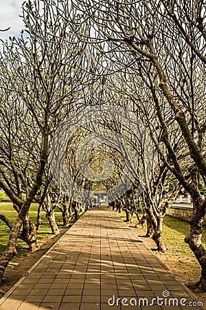 Plumeria trees tunnel at Nan province, Thailand Editorial Stock Photo