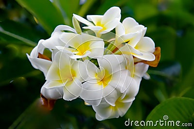 Plumeria Vintage Tone on the plumeria tree, frangipani tropical flowers.White plumeria.Plumeria flowers.Vintage Filter Effect. Stock Photo