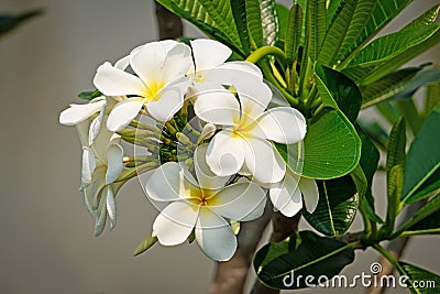 Plumeria White Stock Photo