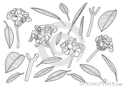 Line frangipani flowers close up beautiful plumeria on white background Cartoon Illustration