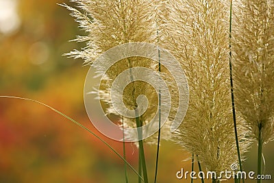 Plumes in fall Stock Photo