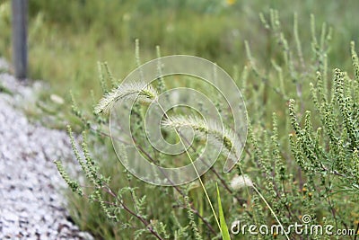 Plumes of grass 1915 Stock Photo