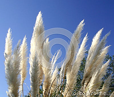 Plumes swaying in the tropic breeze Stock Photo