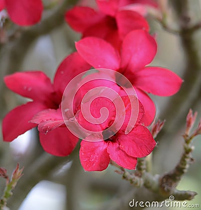 Plumia pink flowers at sunny day Stock Photo