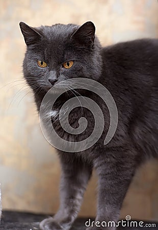 Plump gray British cat Stock Photo