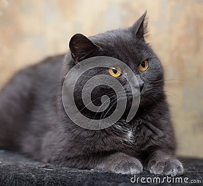 Plump gray British cat Stock Photo