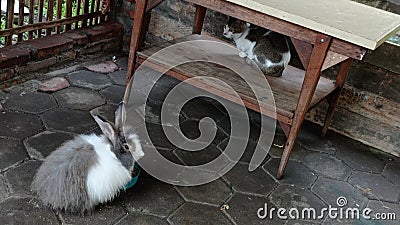 A plump gray white rabbit and cat facing the camera Stock Photo