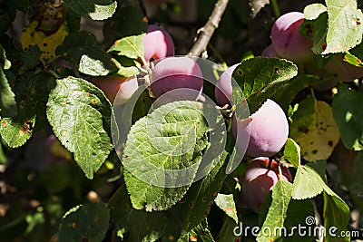 Plums ripen on a branch in the garden Stock Photo