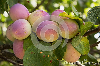 Plums ripen on a branch in the garden Stock Photo