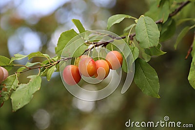Plums ripen on a tree Stock Photo