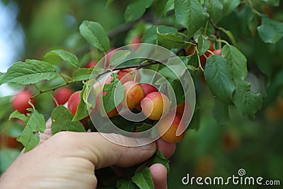 Plums ripen on a tree Stock Photo
