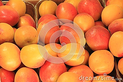 Plums seasonal fruit farming Emilia Romagna Italy Stock Photo