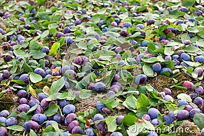 Plums shaken down at harvest Stock Photo