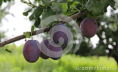 Plums on a tree Stock Photo