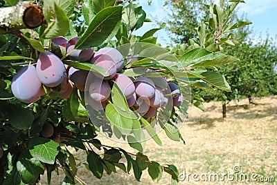 Plums used to make Agen prunes Stock Photo