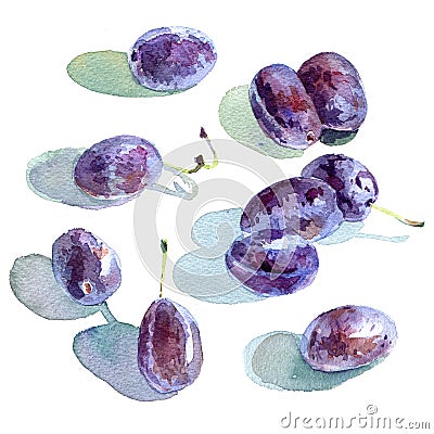 Plums on white background Stock Photo