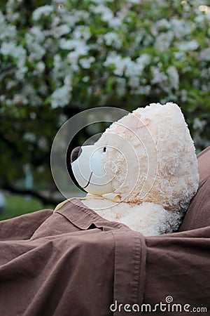 Plush bear sick patient resting outdoors Stock Photo