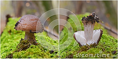 Pluteus cervinus mushroom Stock Photo
