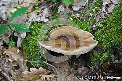 Pluteus cervinus, an edible mushroom Stock Photo