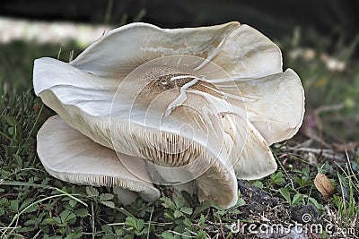 The Pluteus petasatus is an inedible mushroom Stock Photo