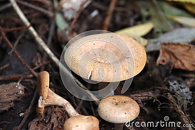 Pluteus romellii or Goldleaf Shield mushroom in a botanic garden Stock Photo