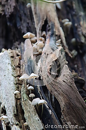 Pluteus romellii or Goldleaf Shield mushroom in a botanic garden Stock Photo