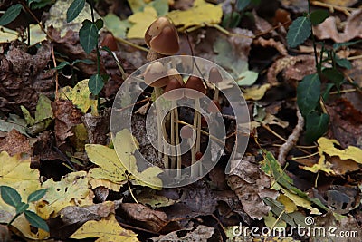 Pluteus romellii or Goldleaf Shield mushroom in a botanic garden Stock Photo