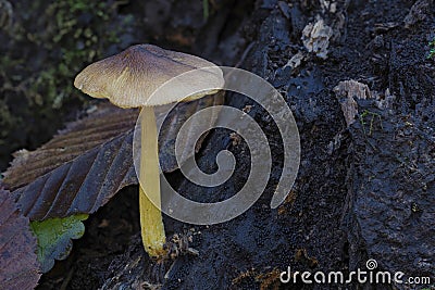 The Pluteus romellii is an inedible mushroom Stock Photo