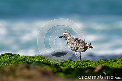 Pluvialis squatarola - Grey Plover on the seaside Stock Photo