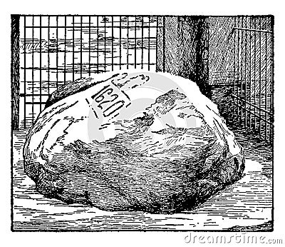 Plymouth Rock,vintage illustration Vector Illustration