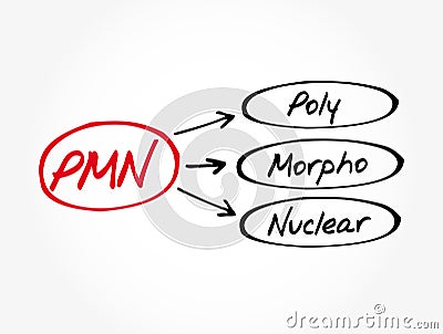 PMN - PolyMorphoNuclear acronym Stock Photo