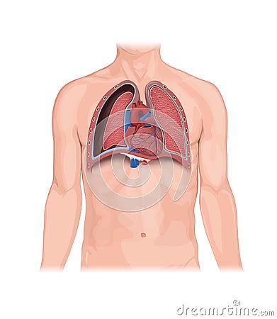 Pneumothorax, Human Anatomy, illustration, lungs, heart, Collapsed lung. abnormal collection of air Cartoon Illustration