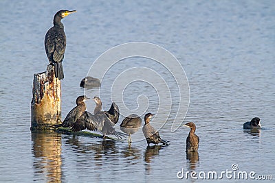 Cormorant water bird po delta regional park comacchio iitaly Stock Photo