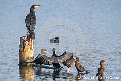 Cormorant water bird po delta regional park comacchio iitaly Stock Photo