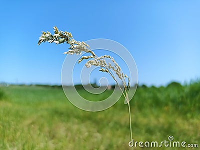 Poa is a genus of about 570 species of grasses Common names include meadow-grass, bluegrass, tussock, and speargrass Stock Photo