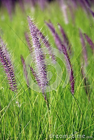 The Poaceae Stock Photo