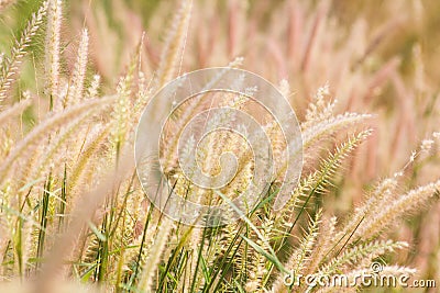 Poaceae grass flower are blowing by wind, blur background Stock Photo
