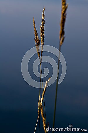 Poaceae Stock Photo