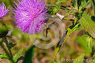 Poanes aaroni skipper butterfly, looks like poanes viator Stock Photo