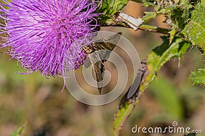 Poanes aaroni skipper butterfly, looks like poanes viator Stock Photo