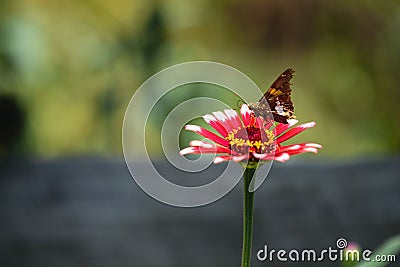 Poanes viator butterfly perching on flower isolated in blurred background Stock Photo