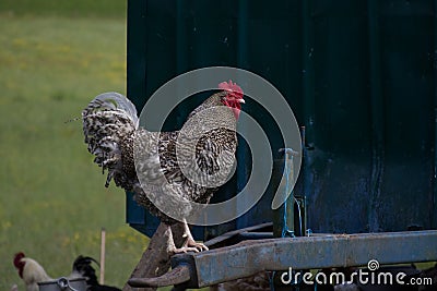 A pock-marked rooster on a background of a green lawn copy space Stock Photo