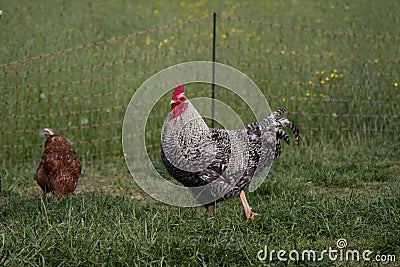 A pock-marked rooster on a background of a green lawn copy space Stock Photo