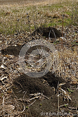 Pocket gopher mounds in field Stock Photo