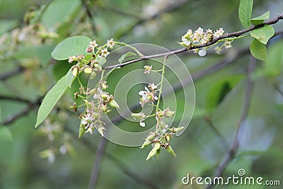 Pocket plum galls Taphrina padi on bird cherry Prunus padus Stock Photo