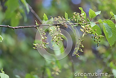 Pocket plum galls Taphrina padi on bird cherry Prunus padus Stock Photo