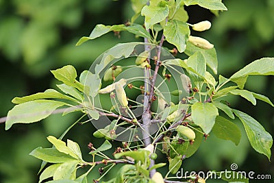 Pocket plum galls Taphrina pruni on branch of plum tree Prunus domestica in garden Stock Photo