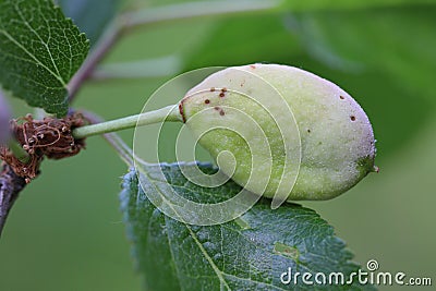 Pocket plum Taphrina pruni diseased misshapen plum fruit Stock Photo