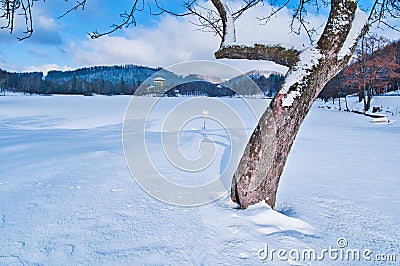 Tree in front of Pocuvadlo lake durig winter Stock Photo